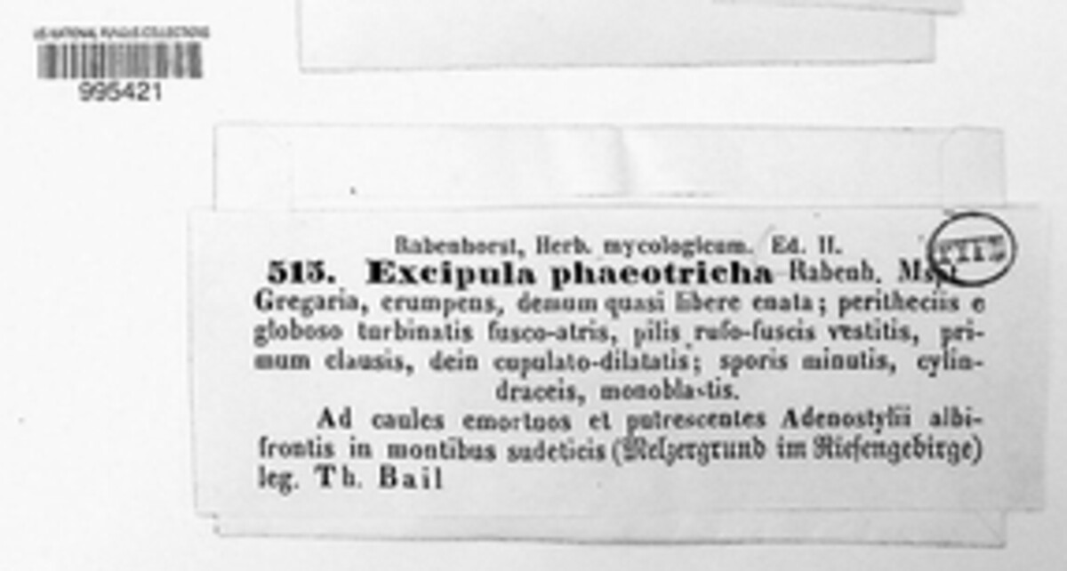 Excipula phaeotricha image